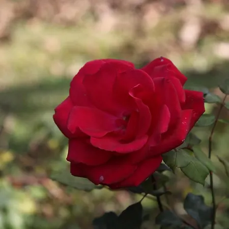 Penina Family House 别墅 波尔蒂芒